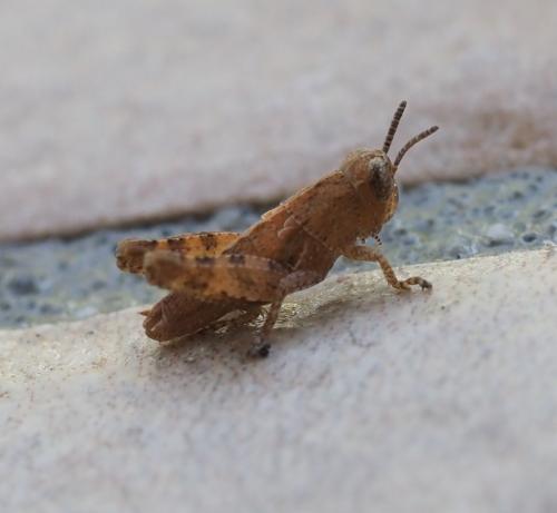 Réf. 234 487 : Calliptamus sp.